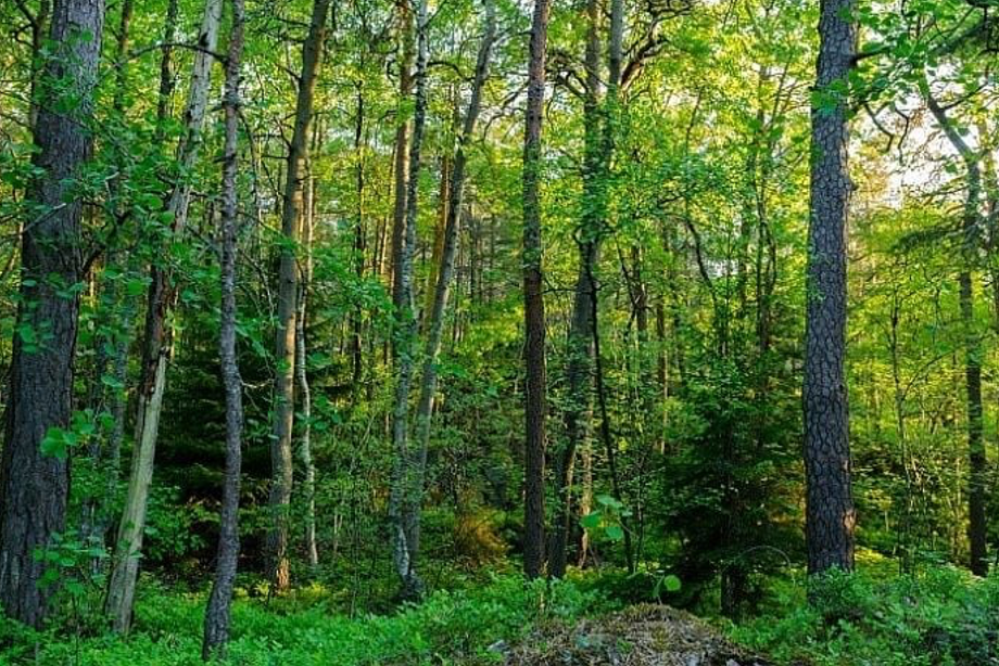 Conserving genetic resources with a vision toward 2030